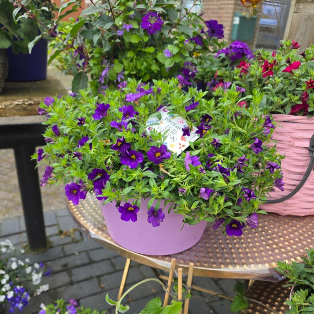 Fleurige buitenbloeier